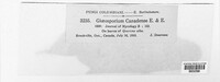 Gloeosporium canadense image